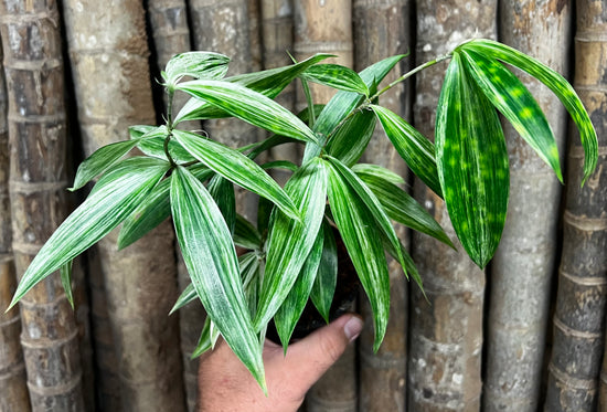 Dracaena &