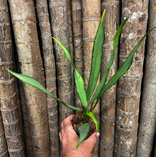 Aglaonema &