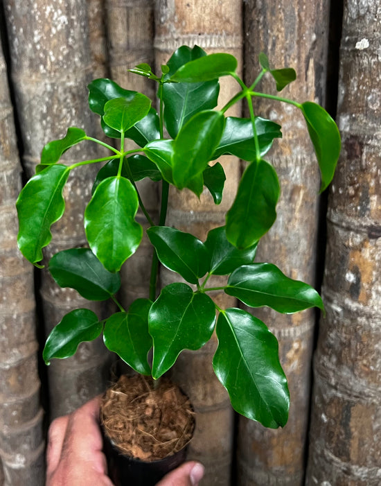 Schefflera &