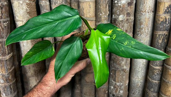 Philodendron &