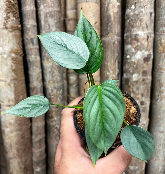 Philodendron &
