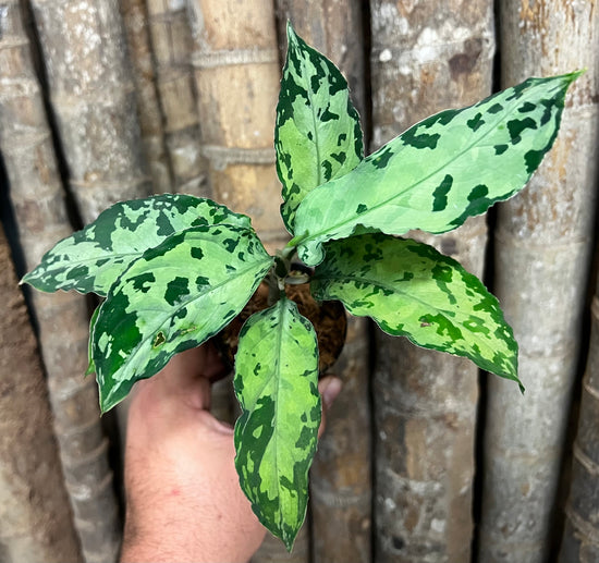 Aglaonema pictum &