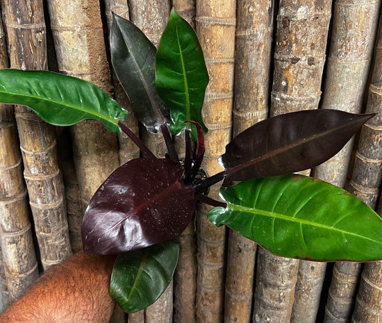 Philodendron &