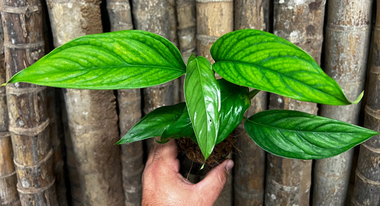 Monstera &