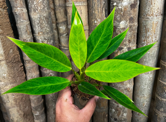 Philodendron &