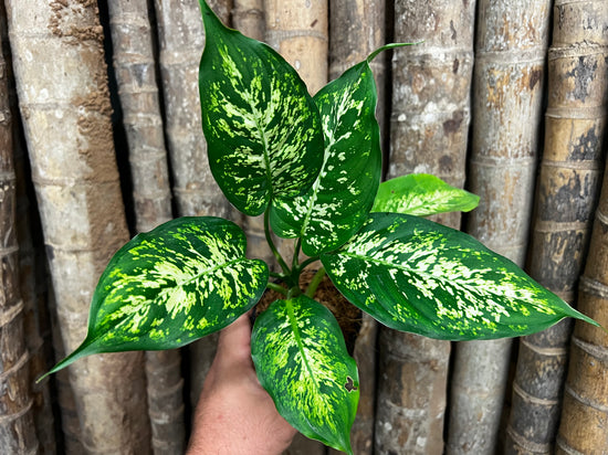 Dieffenbachia &