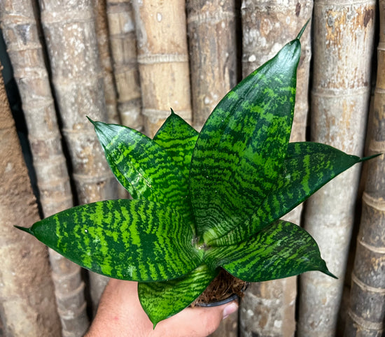 Sansevieria &