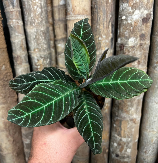 Ardisia &