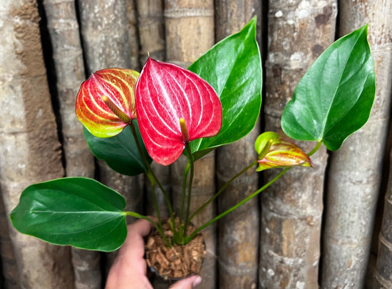 Anthurium &