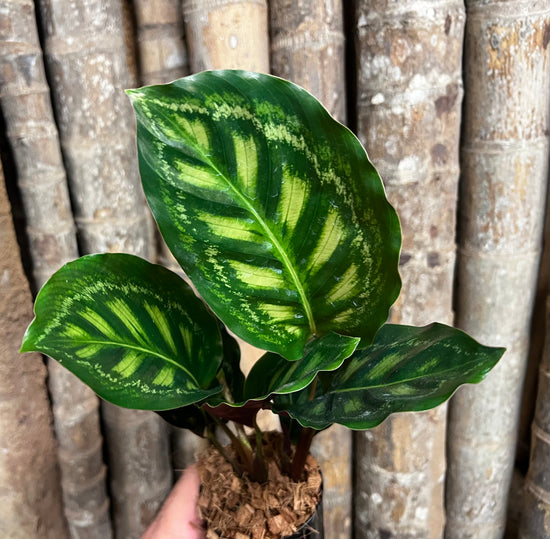 Calathea &