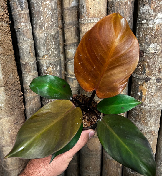 Philodendron &