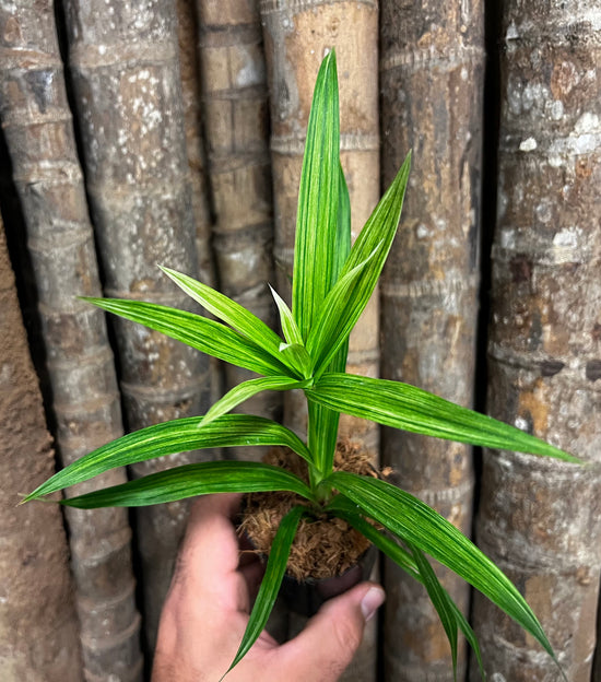 Cyperus albostriatus &