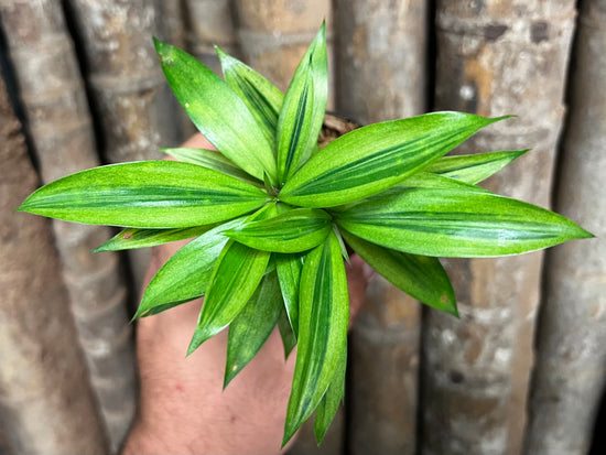 Dracaena &