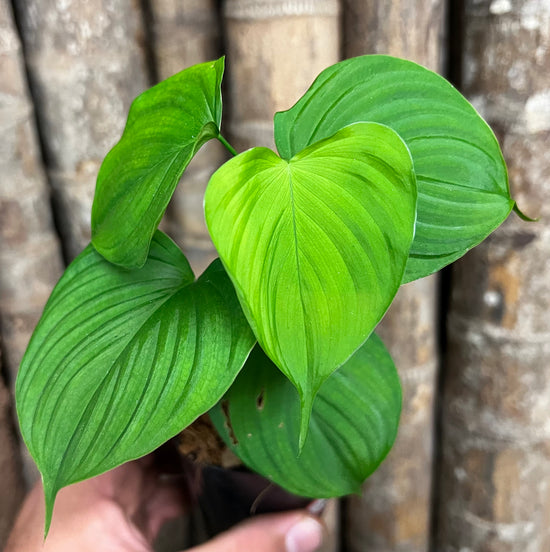 Philodendron &