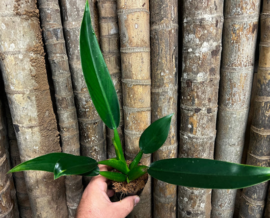 Philodendron &