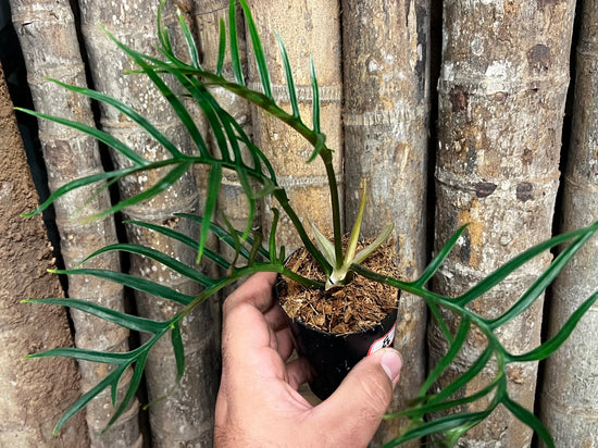 Philodendron &