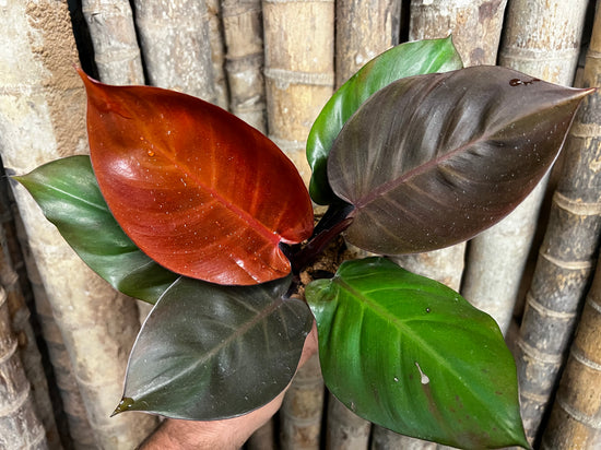 Philodendron &