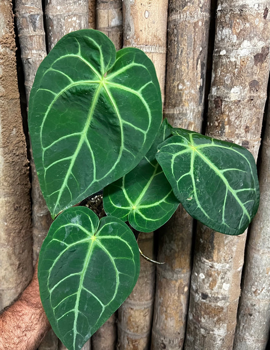 Anthurium &