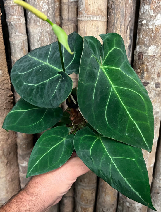 Anthurium &