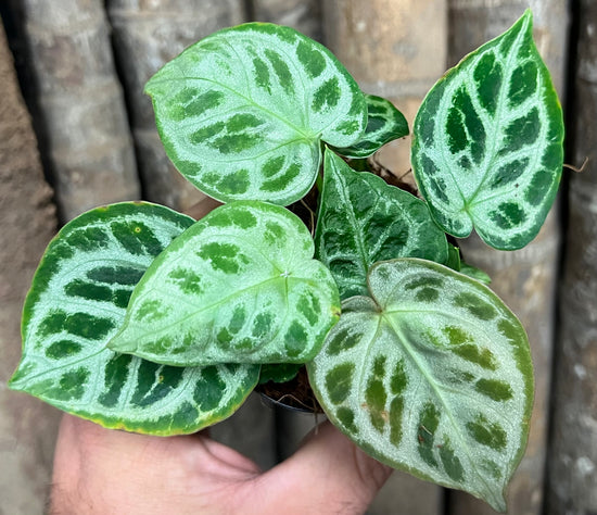Anthurium &