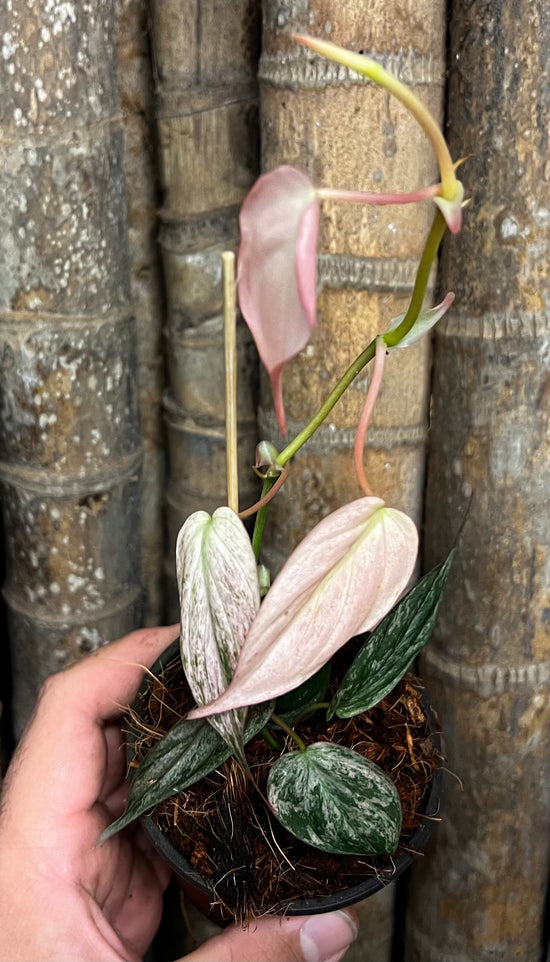 Philodendron micans &