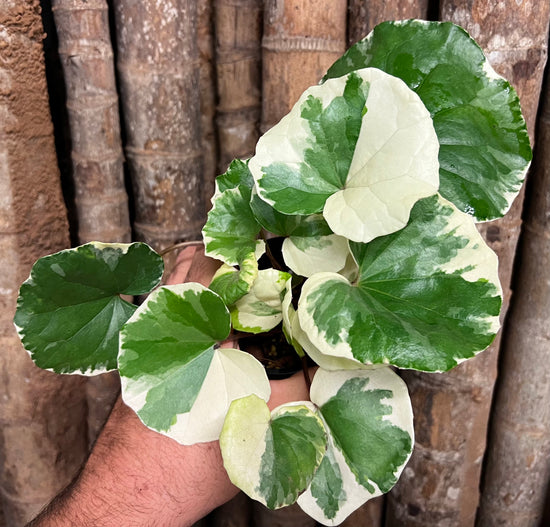 Farfugium &