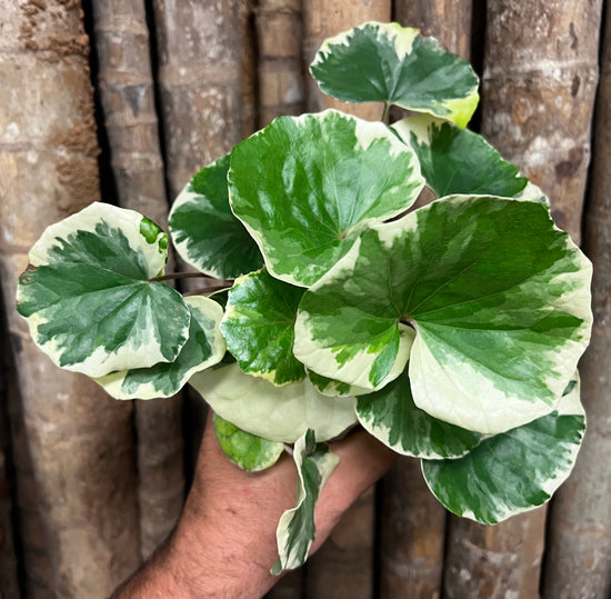Farfugium &
