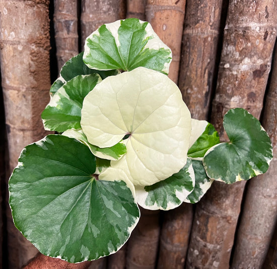 Farfugium &