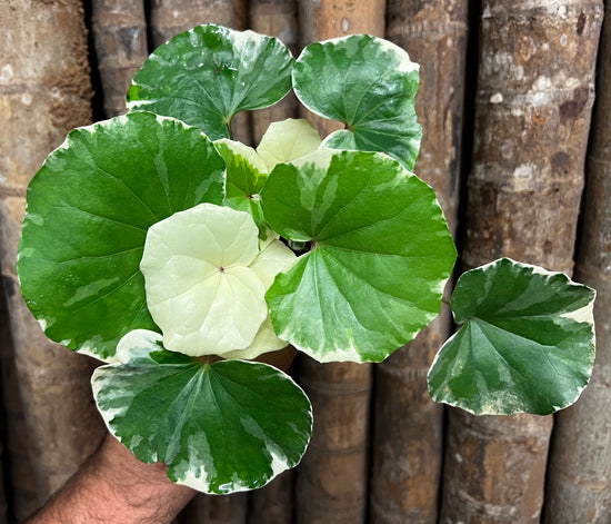 Farfugium &