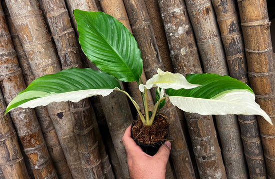 Spathiphyllum &