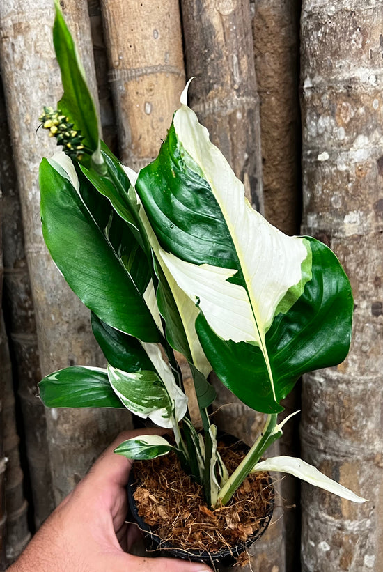 Spathiphyllum &