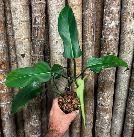 Philodendron &