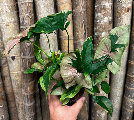 Syngonium &