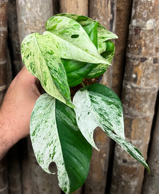 Epipremnum pinnatum &