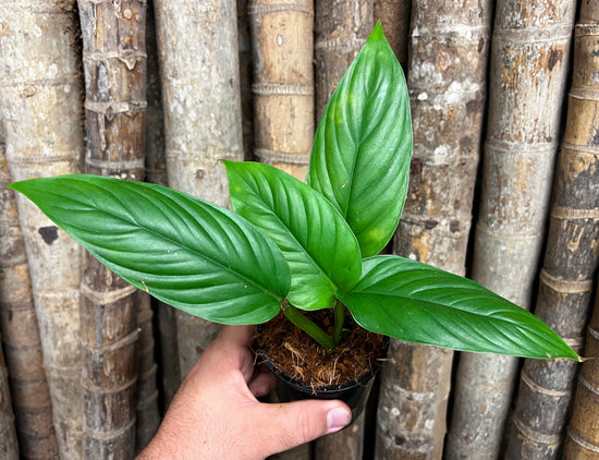 Philodendron &