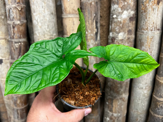Syngonium &