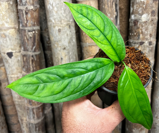 Monstera obliqua &