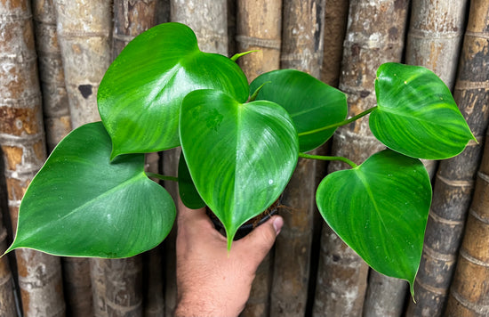 Philodendron &