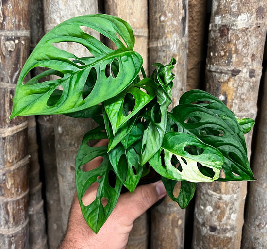 Monstera &