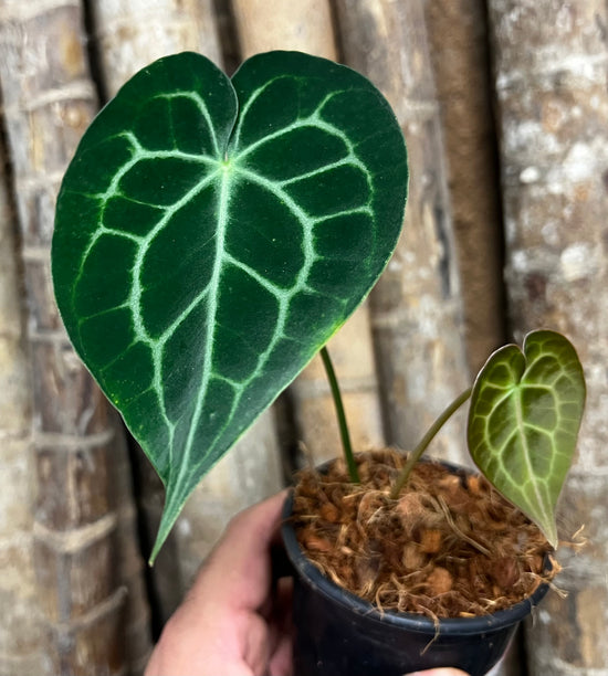 Anthurium &