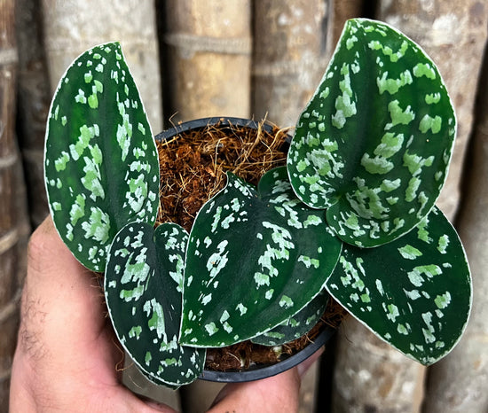 Scindapsus &