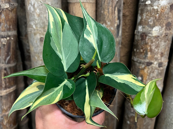 Philodendron &