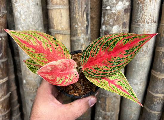 Aglaonema &