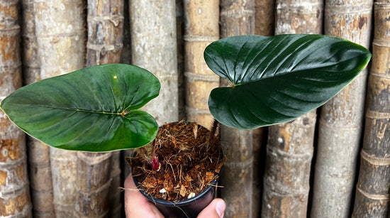 Philodendron &