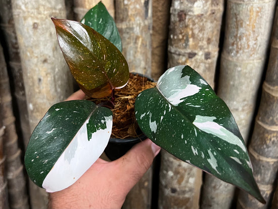 Philodendron &