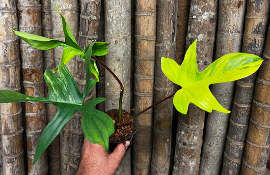 Philodendron &