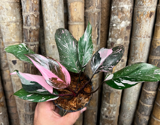 Philodendron &