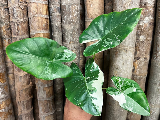 Giant Alocasia &