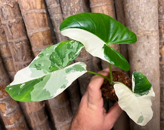 Giant Alocasia &