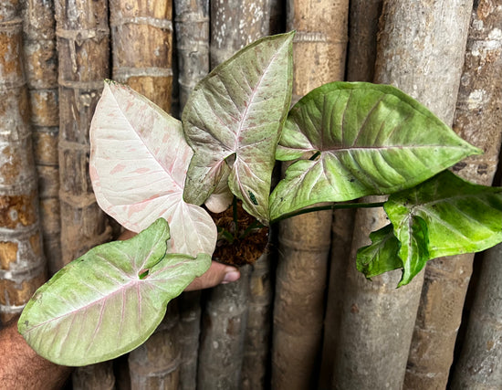 Syngonium &